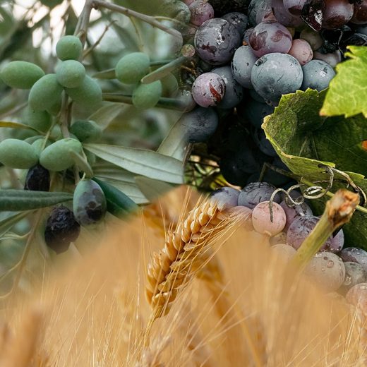 Industrias del vino, aceite y cereal